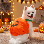 Dog in a pumpkin costume at a Halloween party