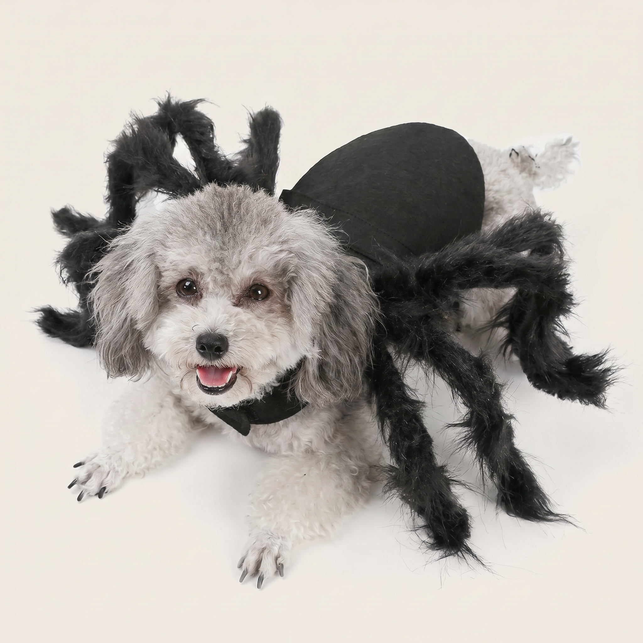 Black spider legs dog costume shown on a happy dog