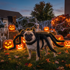 Pet wearing an adjustable spider legs costume in a Halloween yard