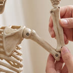 Close-up of posable skeleton joints